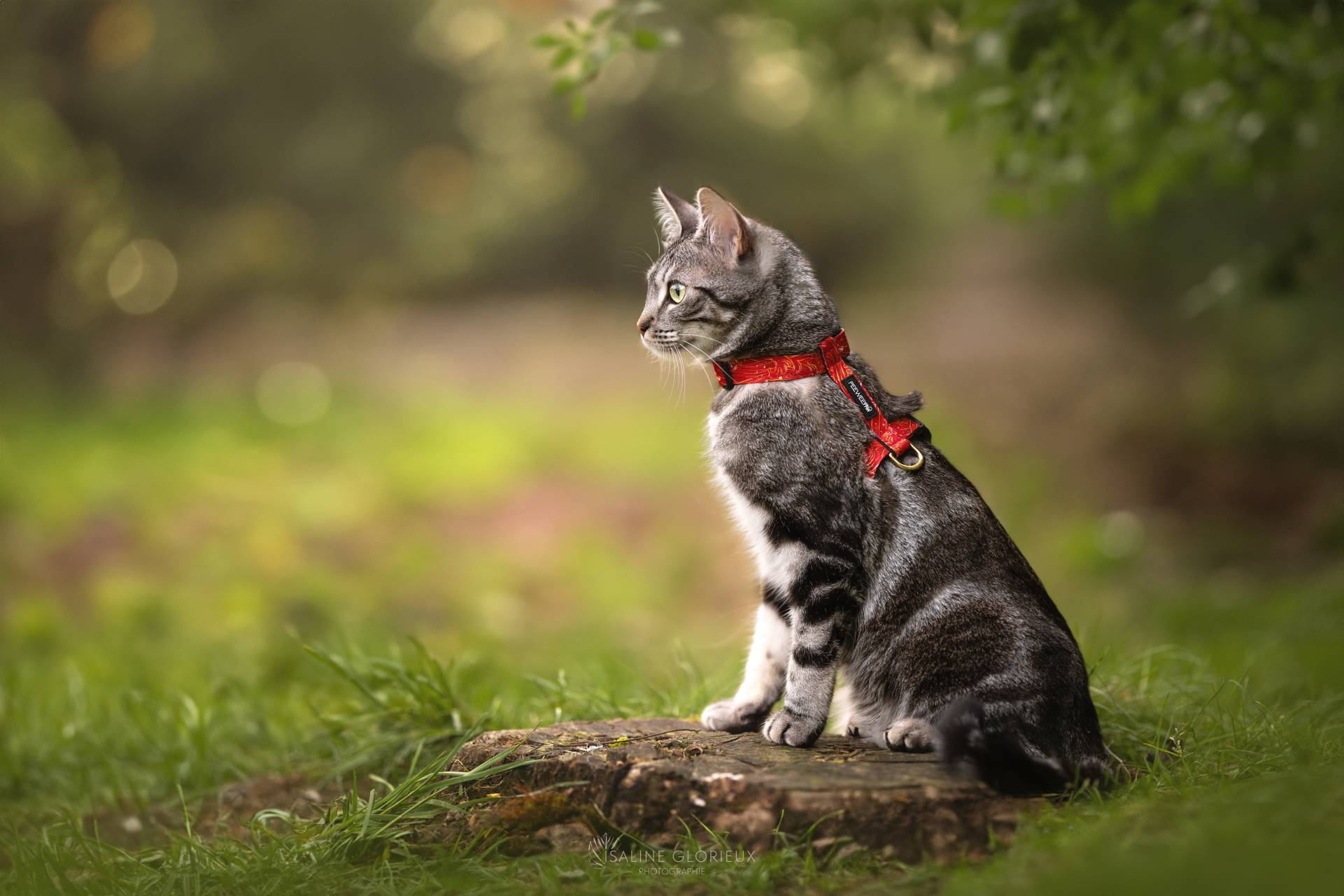 Harnais pour chat rouge PeeweePaw Chat tigré gris assis sur une souche dans l'herbe portant un harnais rouge à motifs PeeweePaw