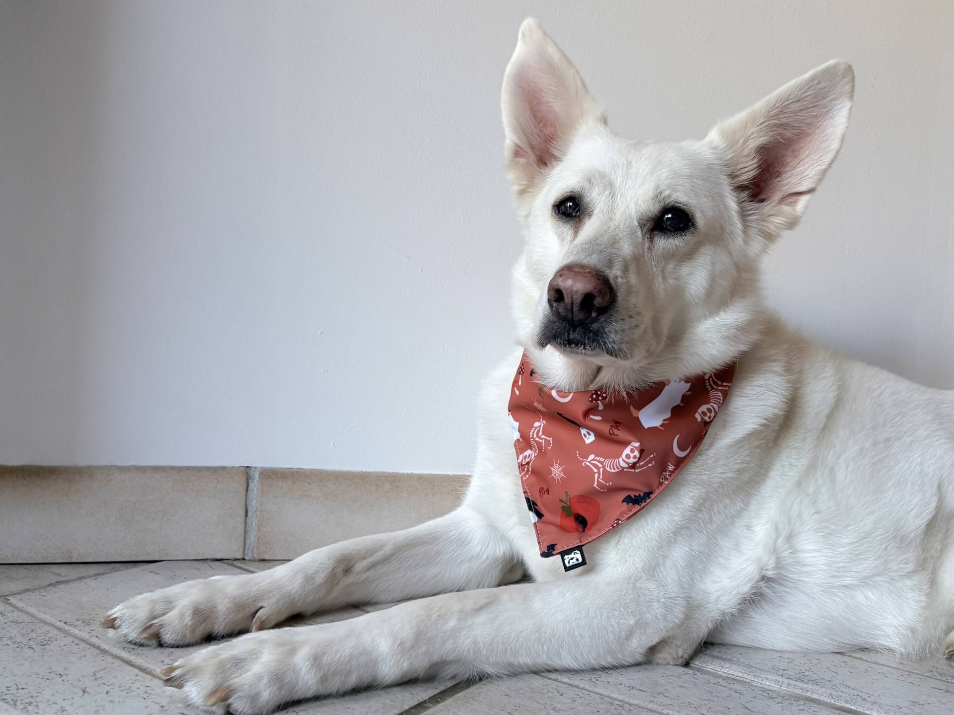 Bandana pour chien Halloween – nouvelle collection PeeweePaw Berger blanc suisse allongé portant un bandana PeeweePaw orange terracotta à motifs d'Halloween : squelettes de chiens, fantômes, chauves-souris et citrouilles