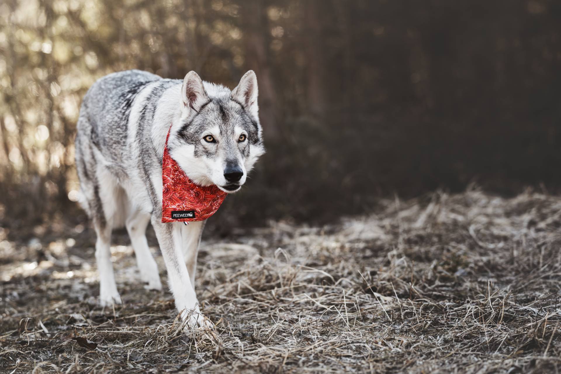 Bandana rouge PeeweePaw porté par un chien-loup Chien-loup tchécoslovaque portant un bandana rouge à motifs PeeweePaw en forêt