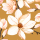 Magnopaw
